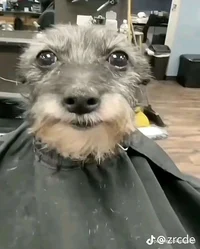 Zawg hair cut
