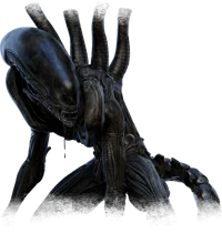 Xenomorph