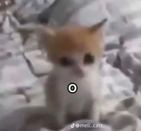 Gatito chikito 