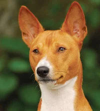 Basenji