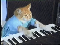 Piano Cat Old