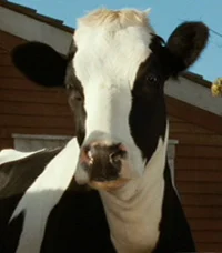 BITSY THE COW