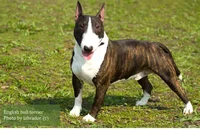 Milo The Bull Terrie