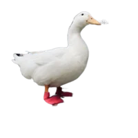 Wrinkle the Duck