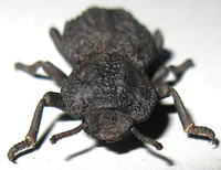 ironclad beetle