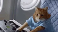 Piano Cat New