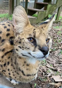 Serval