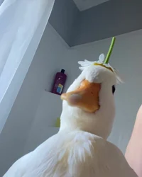 for tiktok followers