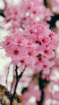 Sakura Misuka