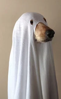 Spooky Dawg