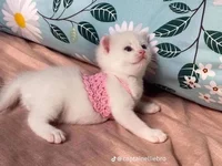 Fuzzball