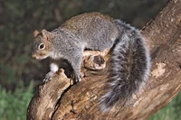 gray squirrel