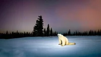 2026 polar bear