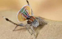 Peacock spider 7
