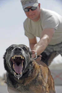 PriceGuardDogK9