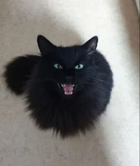 ChatCat