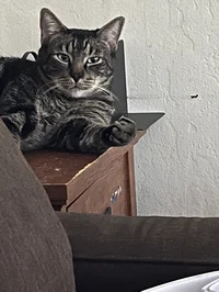 My fat ass cat