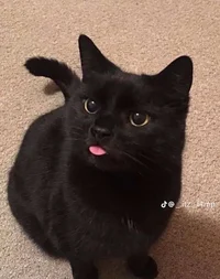 GhostPetShop2