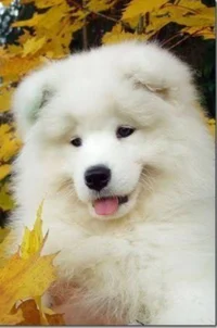 Fluffy dog