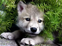 PriceFoundBbyWolf