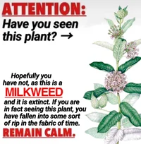 Milkweed