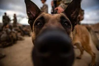 SimonRileyServiceDog