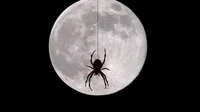Moonspider