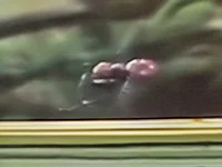 Ant from muppet show