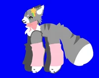 stella the mainecoon