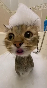 Silly bath cat