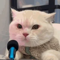 Microphone Cat