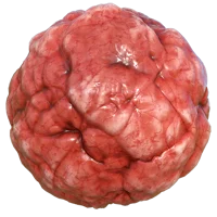 Facts about the body