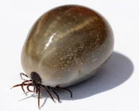 Female Tick