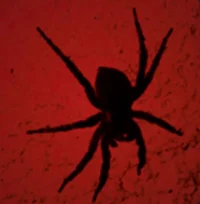 Spider boy