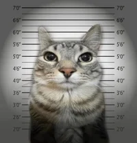 Criminal Cat