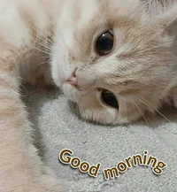 Your morning cat 