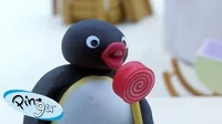 Pingu 
