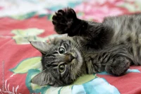 Just a cute guy