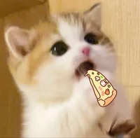 Cute cat