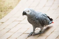 African Grey Parrot