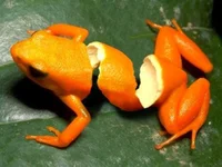 Orange Peel Frog