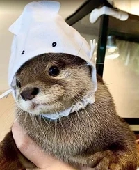 Otter 