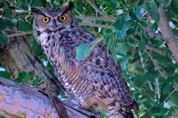 Great Horned Owl