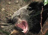 Angry Binturong