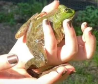 Sir Froggy