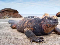 Marine Iguana