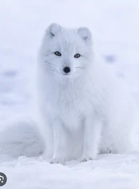 Arctic fox