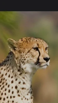 Pregnant Gepard