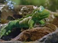 Iguana muppet