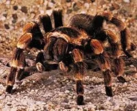 Tarantula 